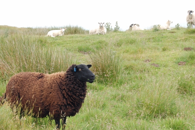 Northumberland, Wielka Brytania, czarna owca